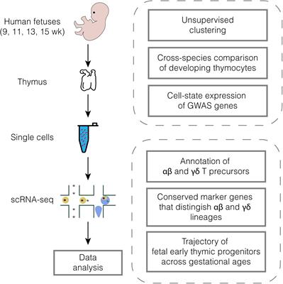 Integrative Single-Cell Transcriptomic Analysis of Human Fetal Thymocyte Development